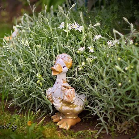 Kalvachevi מלון ציגוב צ'ארק